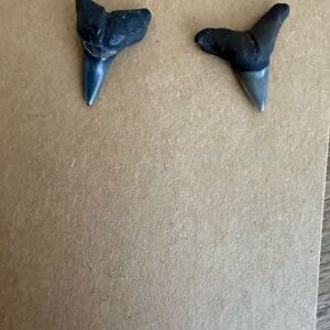Fossil Shark Teeth Set
